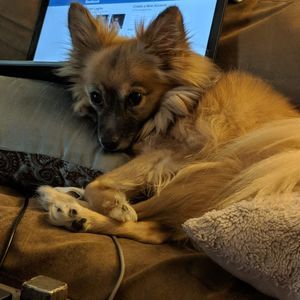 Meet your Posher, Dani